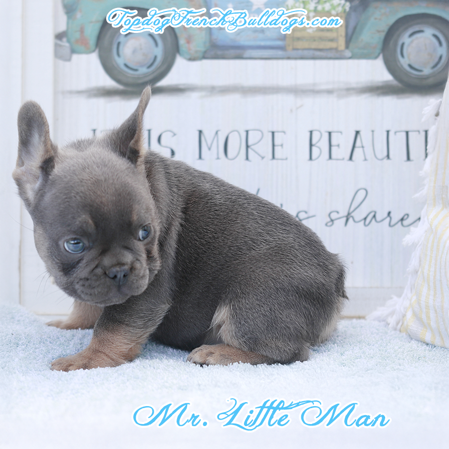 Mr Little Man is a lilac and tan lilac blue tri cute little mini French Bulldog for sale in Chattanooga Tennessee