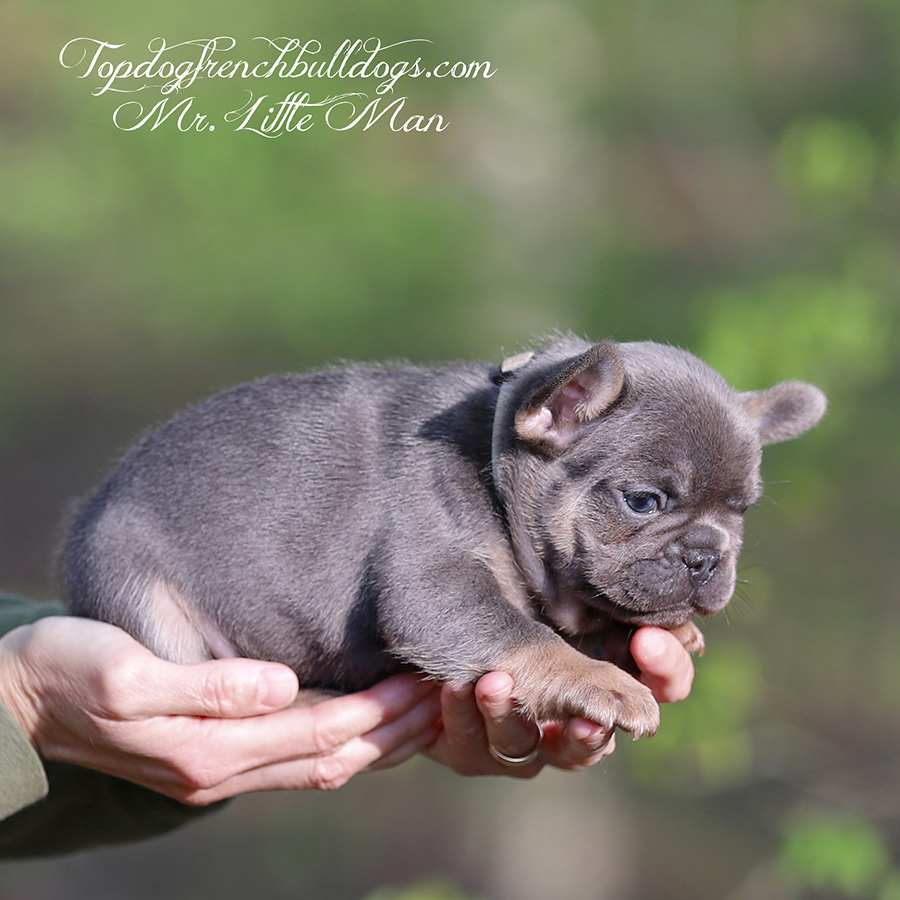 Mr Little Man is a lilac and tan lilac tri cute little mini exotic French Bulldog puppy for sale in TN