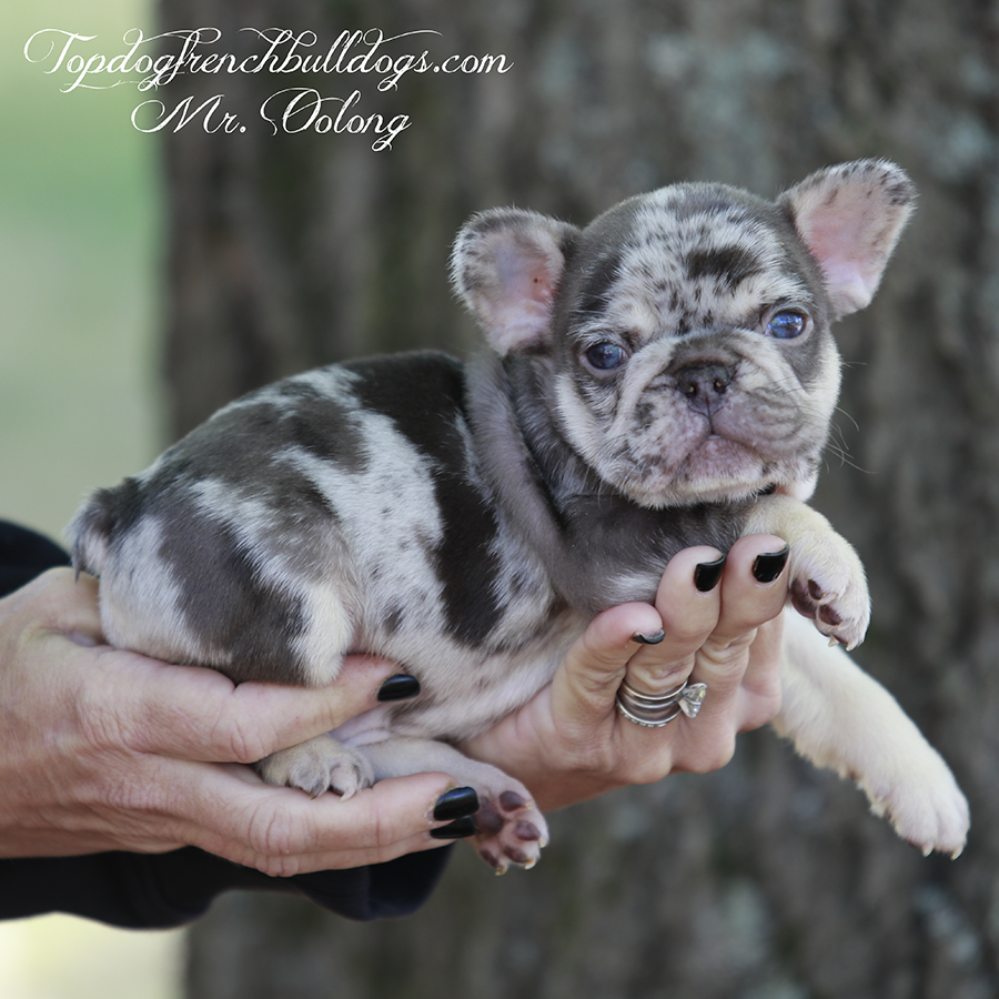 Mr OOlong is a mini teacup chocolate tri merle chocolate and tan merle exotic French Bulldog puppy for sale. He is as unique as a fingerprint. For sale in Jackson, Tennessee