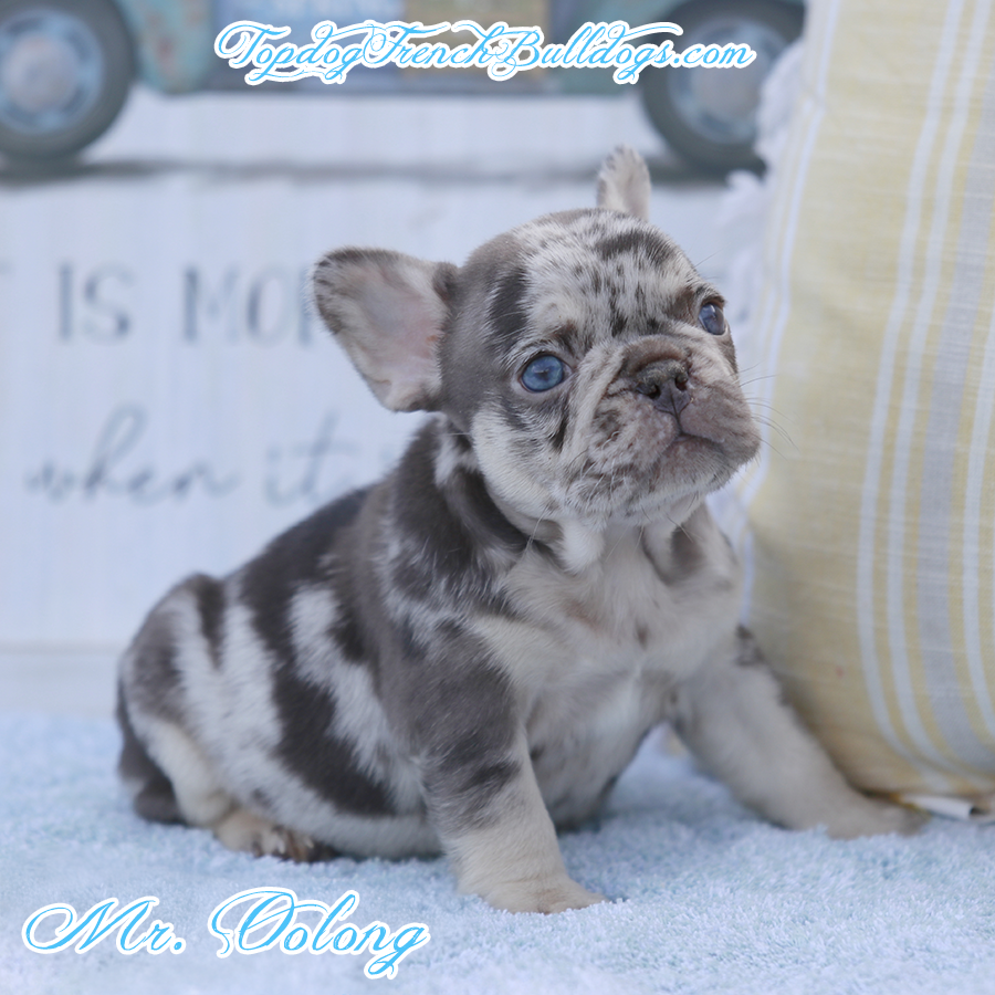 Mr OOlong is a mini teacup chocolate tri merle chocolate and tan merle tweed French Bulldog puppy for sale in Huron, TN