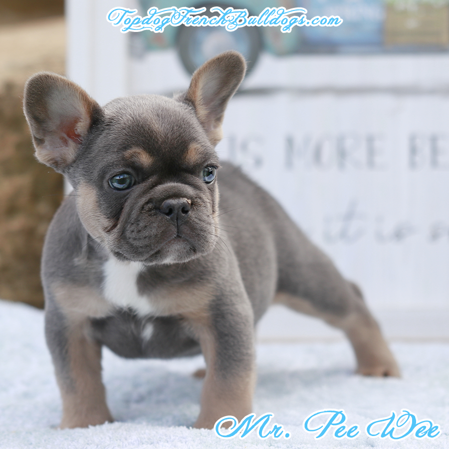 Mr Pee Wee is a lilac and tan lilac blue tri mini teacup little baby French Bulldog puppy for sale in Nashville, Tennessee