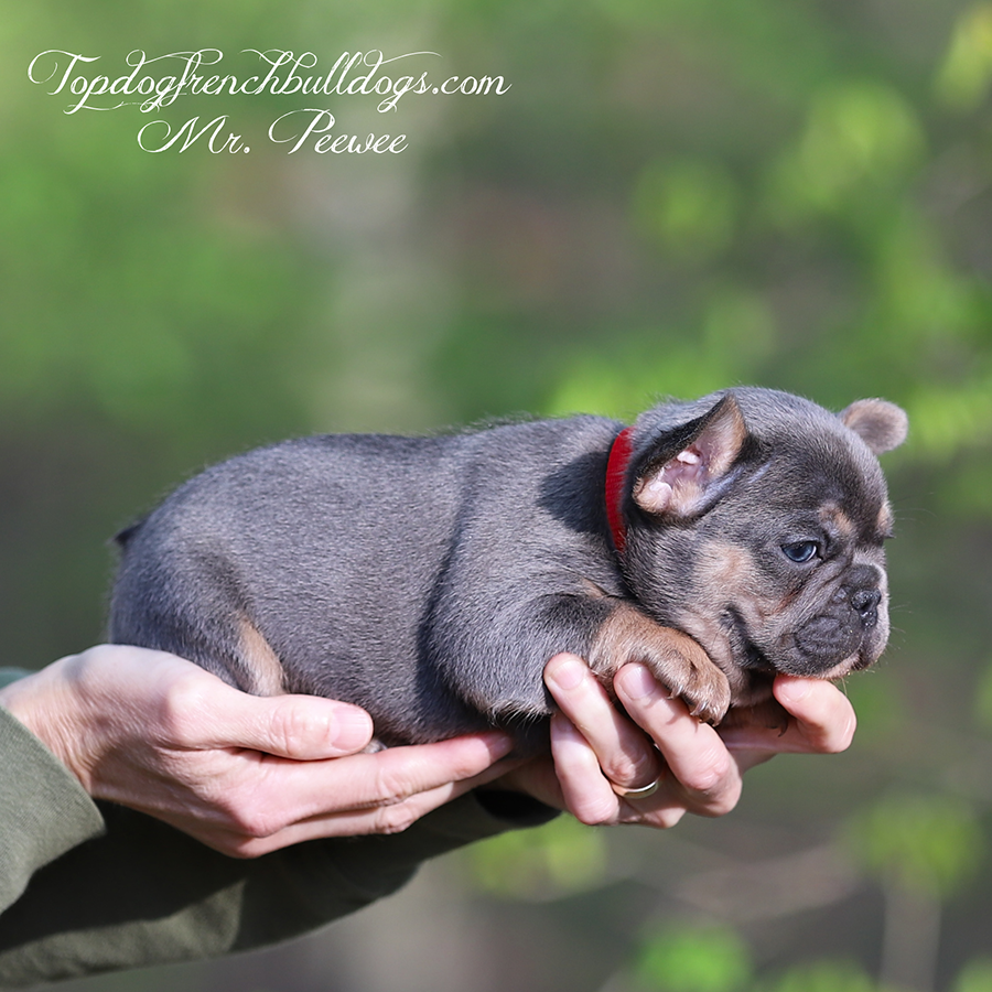 Mr Pee Wee is a lilac and tan lilac tri mini teacup little baby French Bulldog puppy for sale in Nashville, TN