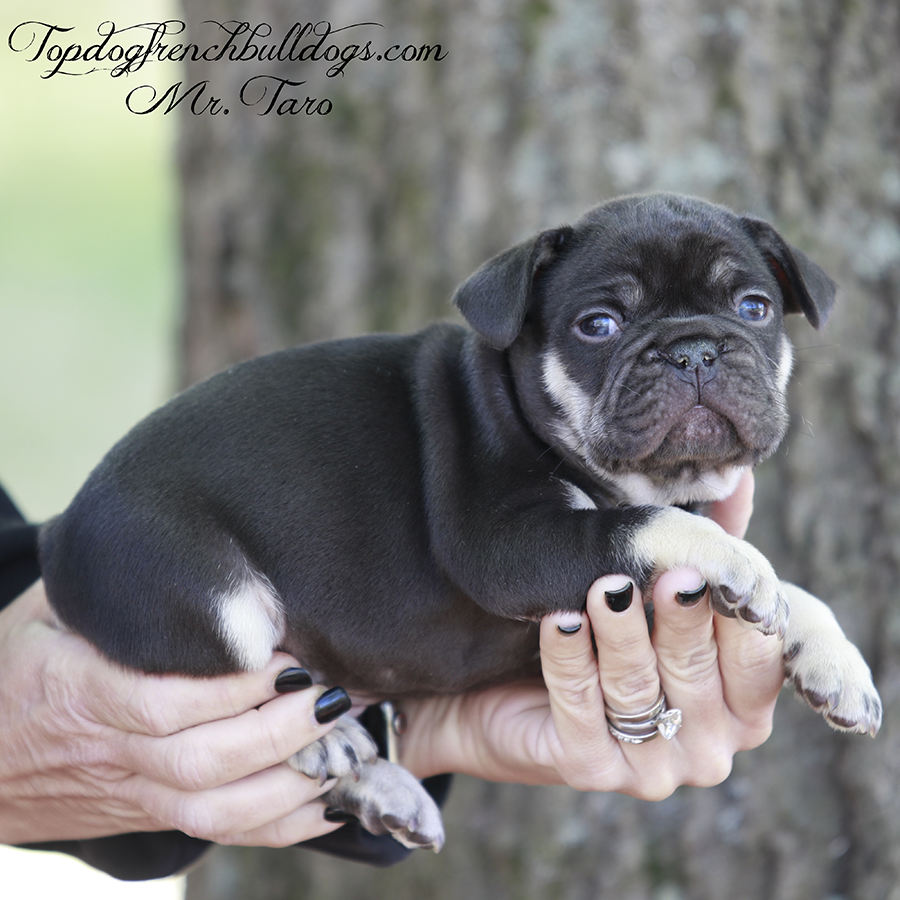 Mr Taro is a tiny little mini French Bulldog! He has a chocolate and tan chocolate tri coat. He's for sale in Chattanooga, Tennessee