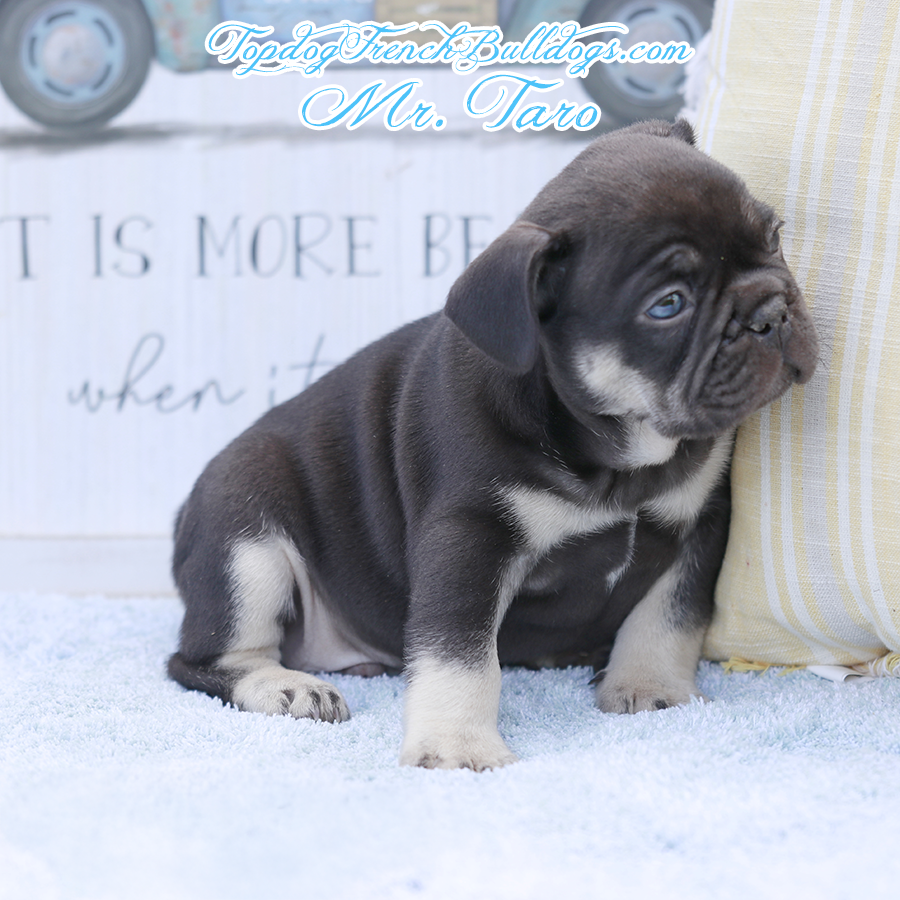 Mr Taro is a tiny little mini French Bulldog! He has a chocolate and tan chocolate tri coat. He's for sale in Jackson, Tennessee