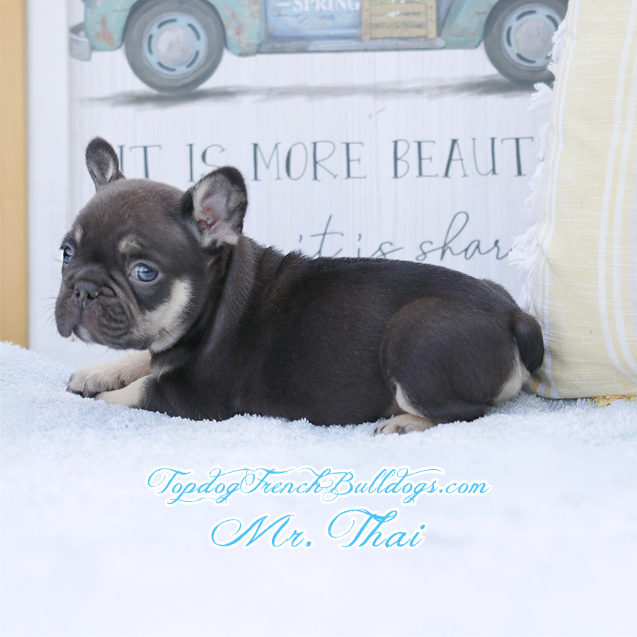 Mr Thai is a chocolate and tan chocolate cream tri French Bulldog mini teacup exotic puppy for sale in Nashville, TN