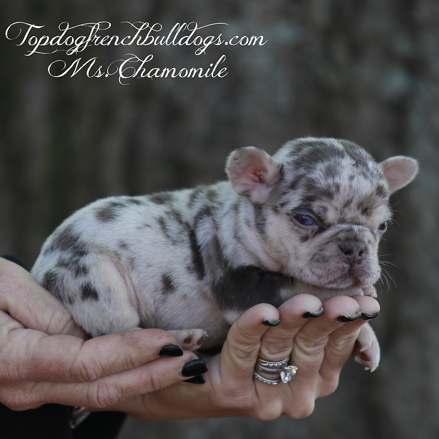 Ms Chamomile is a beautiful chocolate and tan merle cream Frenchie teacup tweed puppy Frenchie puppies