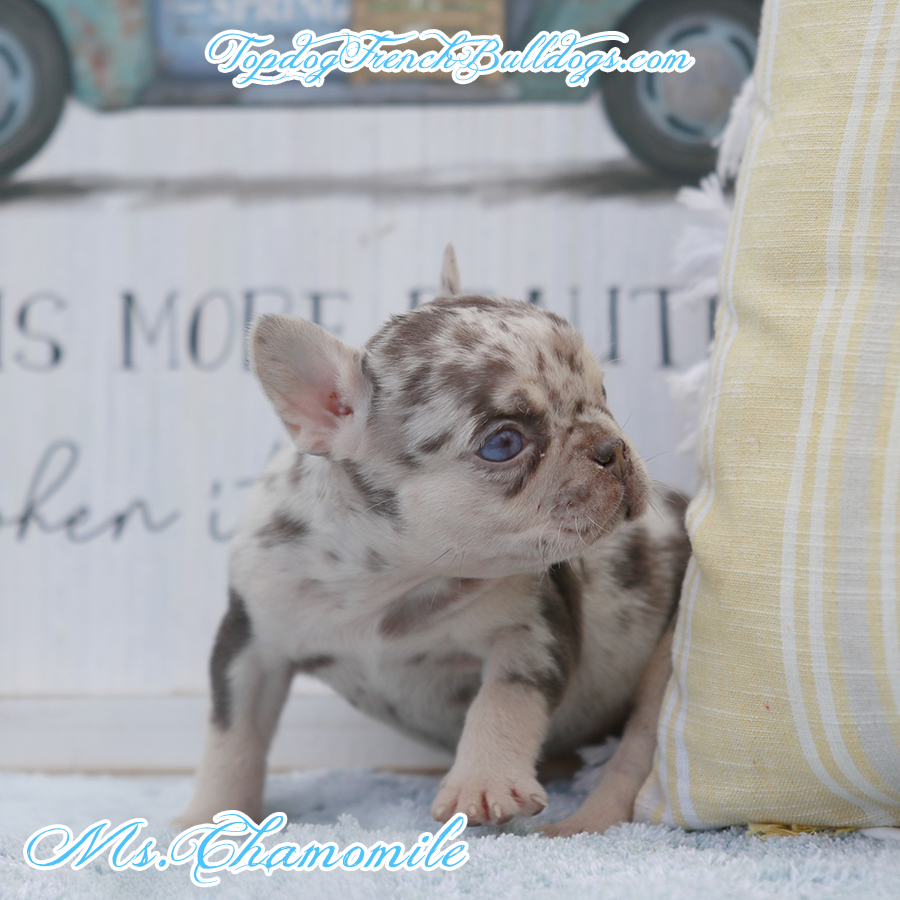 Ms Chamomile is a beautiful chocolate and tan merle cream exotic Frenchie teacup puppy also called tweed Frenchie puppies