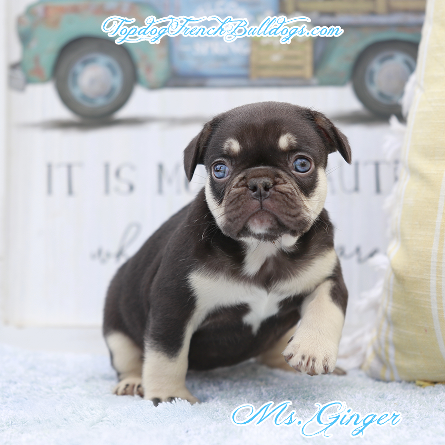 Ms Ginger is a tiny teacup exotic chocolate and tan chocolate tri cream mini French Bulldog puppy for sale in Tennessee
