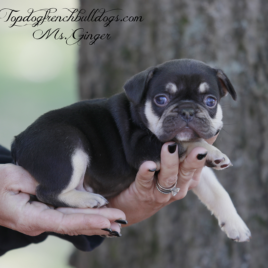 Ms Ginger is just the most tiny teacup Frenchie I have ever seen. She's Chocolate and cream (chocolate tri)