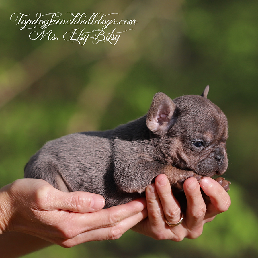 Ms Itsy Bitsy is a lilac and tan lilac tri cute little baby teacup mini exotic Frenchie puppy for sale in Huron, TN