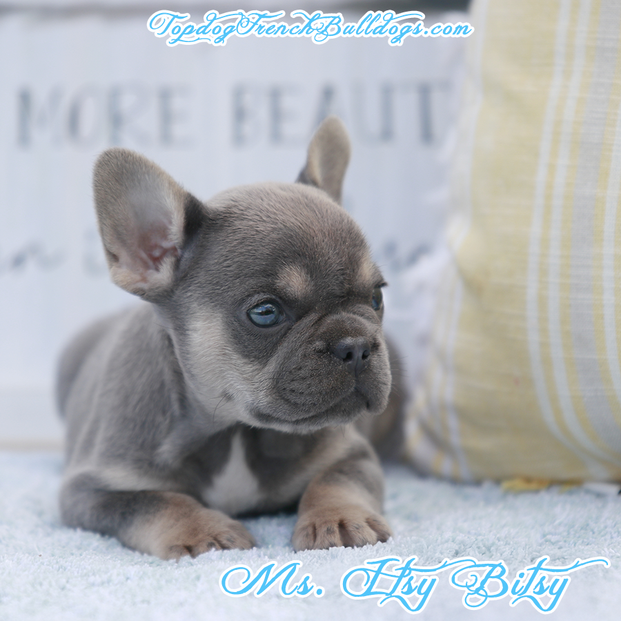 Ms Itsy Bitsy is a lilac and tan lilac tri cute little baby teacup mini exotic Frenchie puppy for sale in Nashville TN