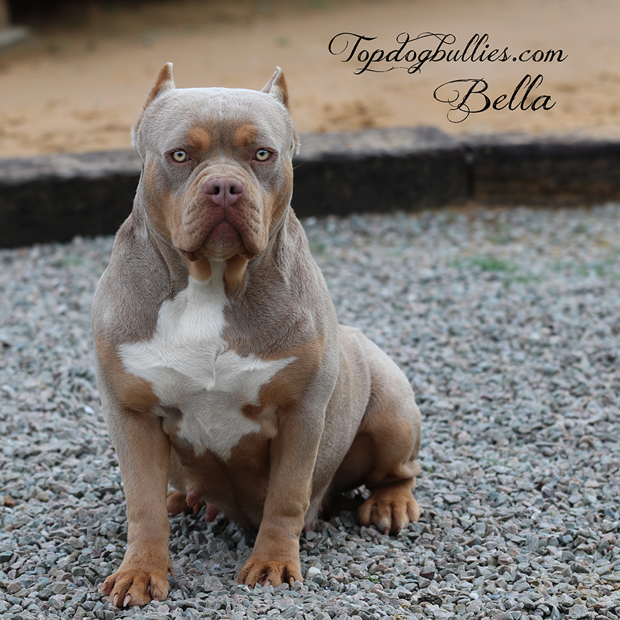 Topdog Bullies Bella is a lilac tri female america bully dam who has puppies for sale at our Bully kennel in TN