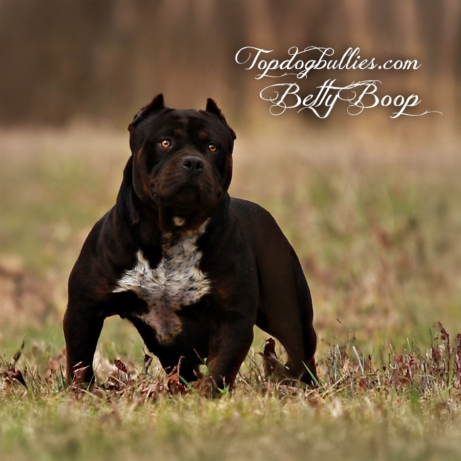 Topdog Bullies Betty Boop is a black tri American Bully black pitbull american bully for sale