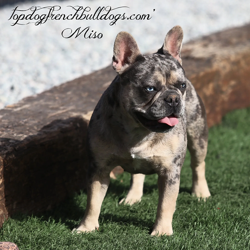 Blue Tri Merle French Bulldog Puppies