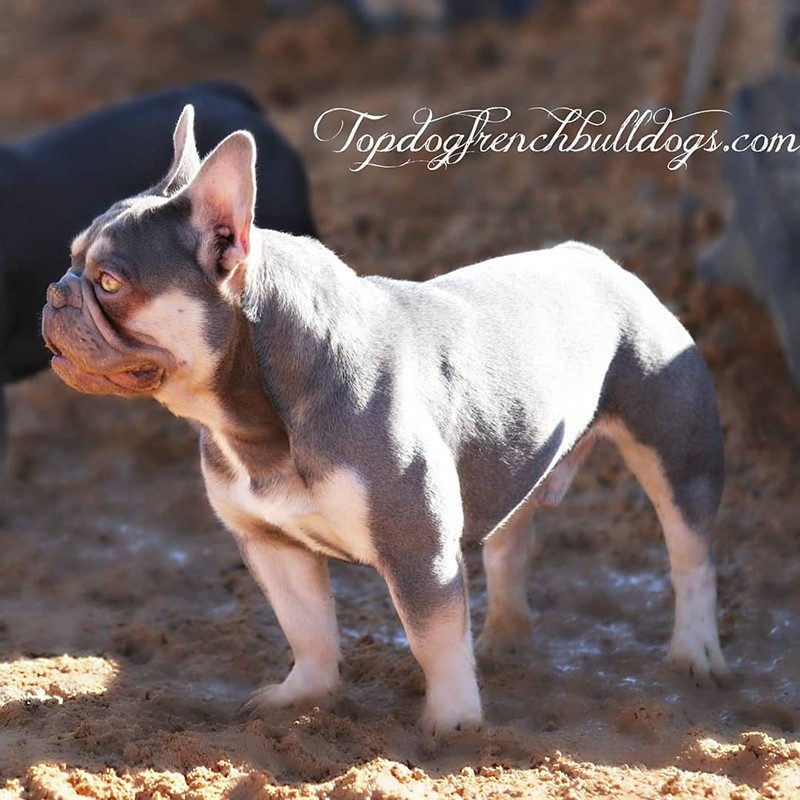 Lilac Cream French Bulldog Studs