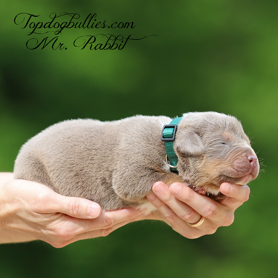 Mr Rabbit is a lilac tri XL Pitbull XXL Bully puppy for sale in Tennessee from Bully breeders