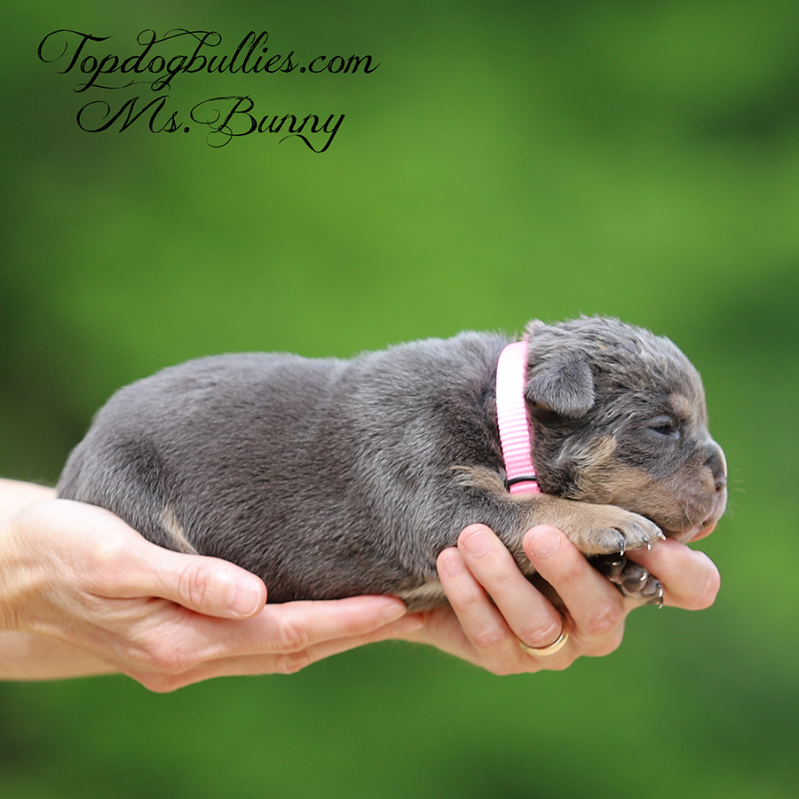 Ms Bunny is a lilac tri XL Bully for sale in California from XL Bully breeders
