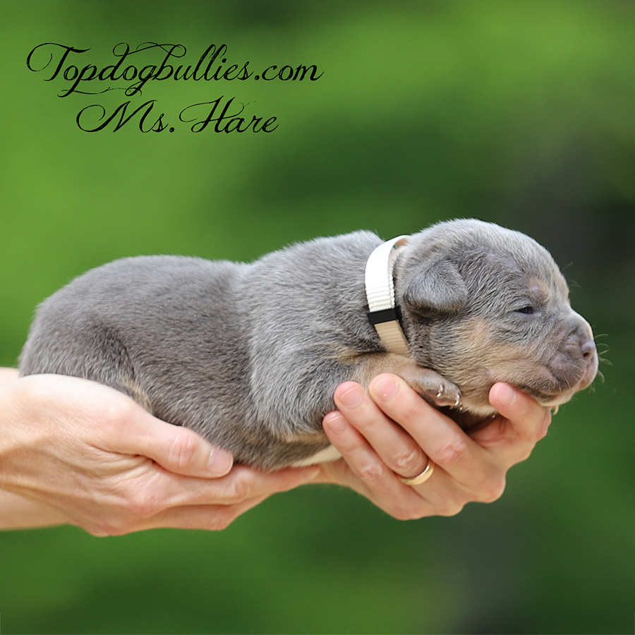 Ms Hare is a lilac tri XL Bully for sale in Texas from XL Pitbull breeders
