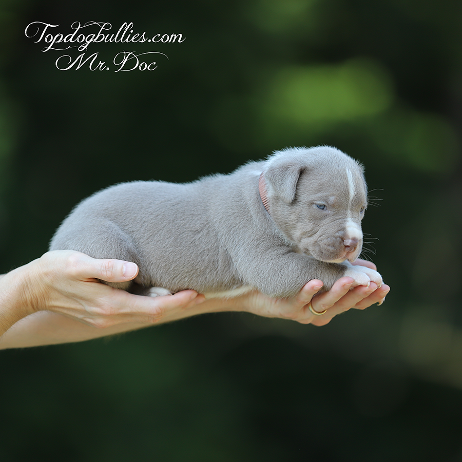 Mr Doc is a lilac tri XXL Pitbull puppy for sale near me Tampa FL