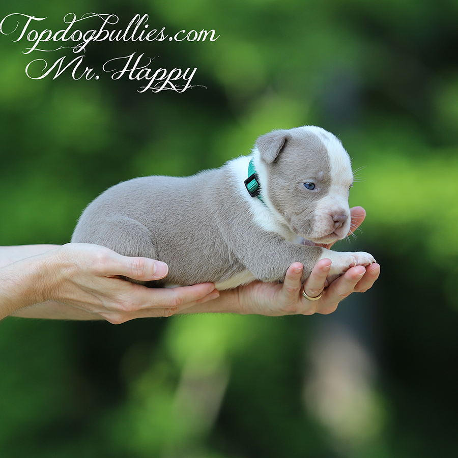 Mr Happy is a lilac XXL Bully puppy for sale near me chicago IL