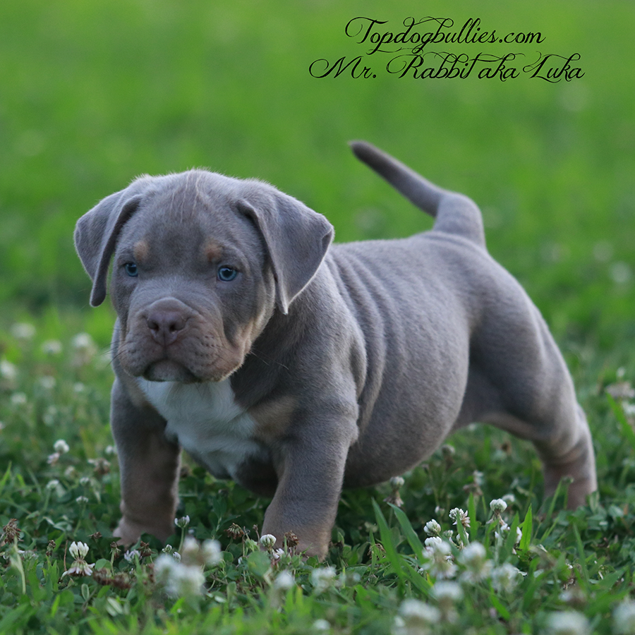 Mr Rabbit is a lilac tri XL Pitbull XXL Bully puppies for sale in TN from XXL Pitbull Bully breeders Topdogbullies