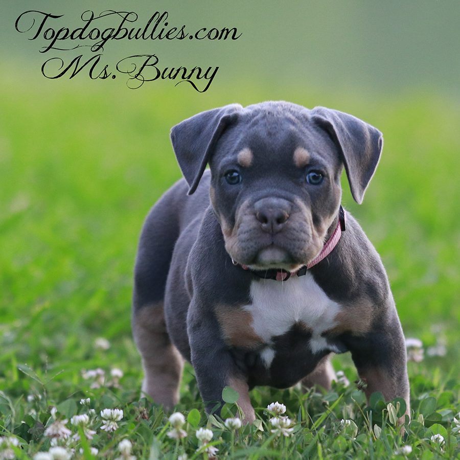Ms Bunny is a lilac tri XL Bully for sale in Texas from XXL Bully breeders Topdogbullies