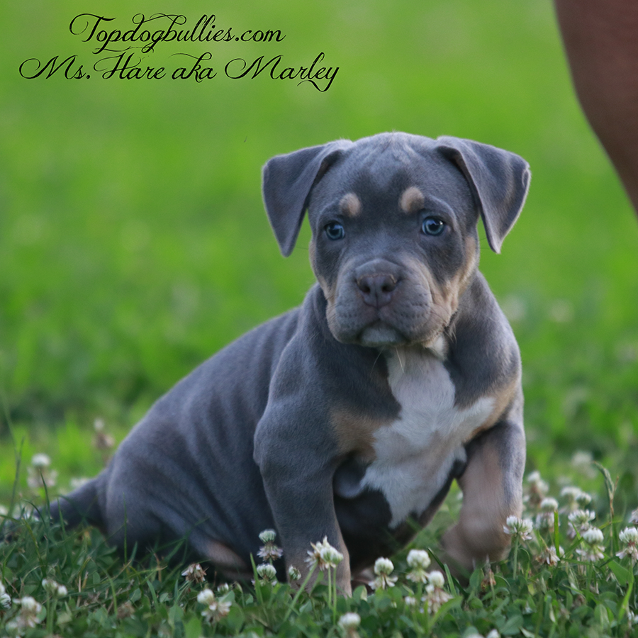 Ms Hare is a lilac tri XXL Bully Pitbull puppy for sale in TN from XXL Pitbull breeders Topdogbullies