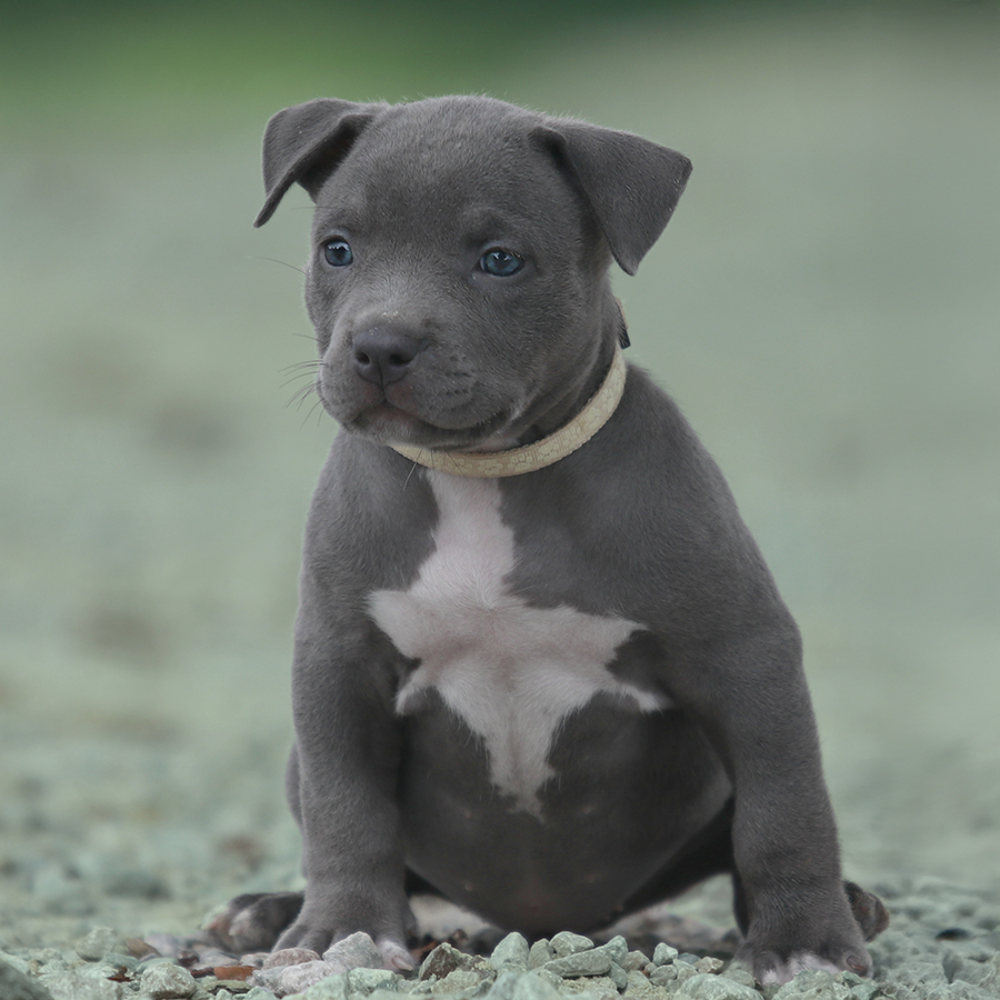 Virginia blue XXL Pitbull puppies with blue eyes and blue XL Bullies for sale from Topdog Bullies