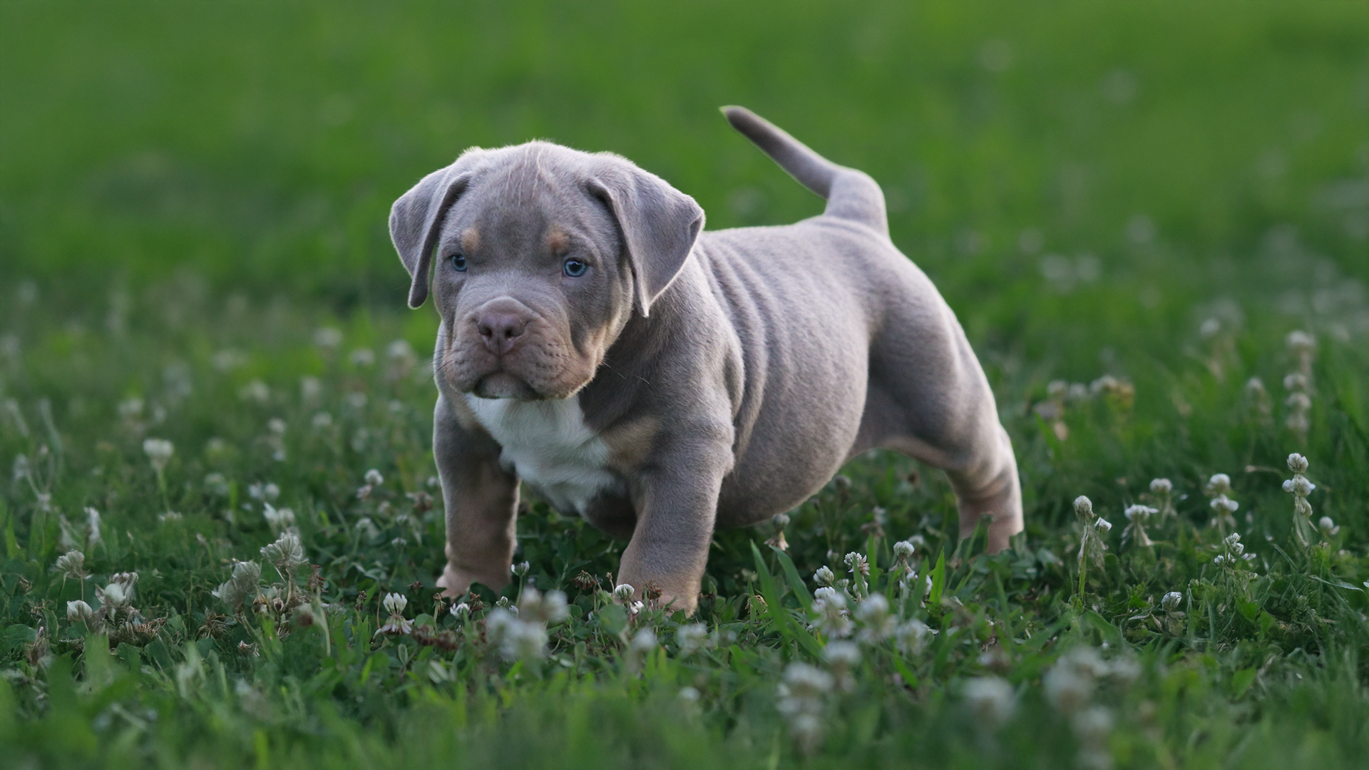 XL American Bully Puppies for Sale in Virginia from Topdog Bullies, XXL Bully breeders