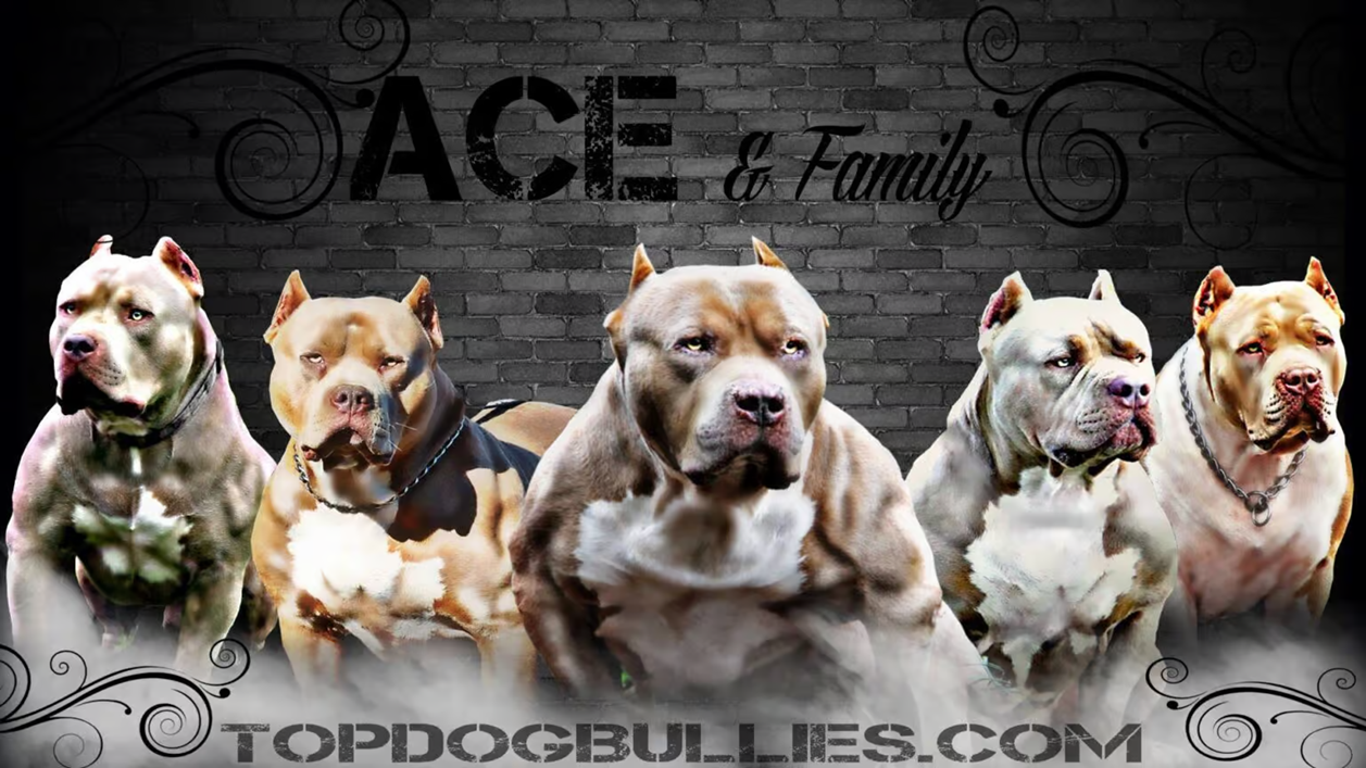 XXL Bully Pitbull breeders. XXL American Bully puppies. Lilac, merle, tricolor, chocolate and blue Puppies for sale.
