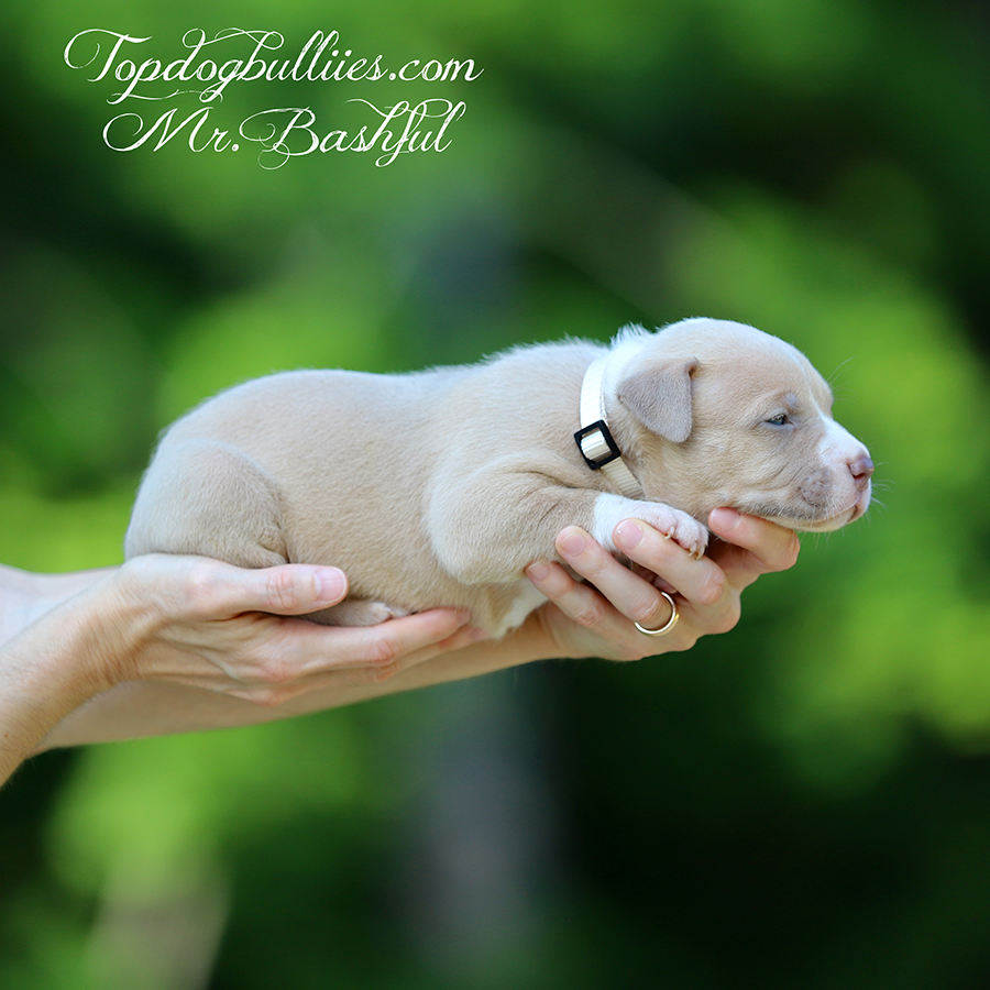 mr bashful is a champagne fawn xl american bully dog for sale near me in georgia