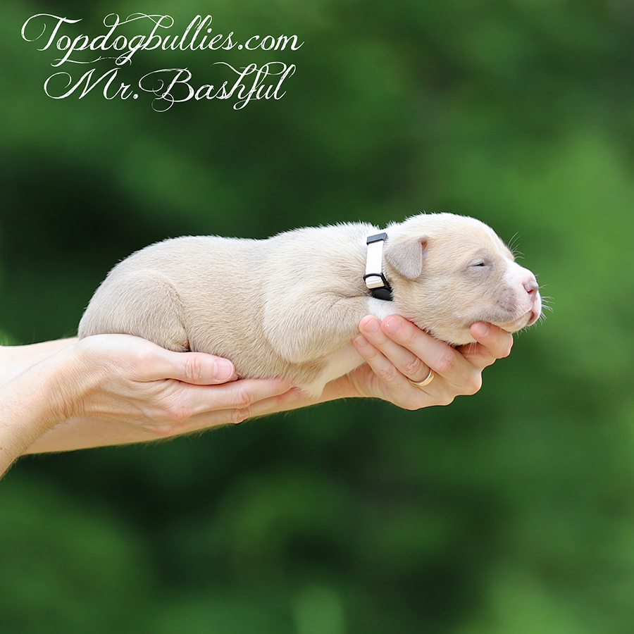 mr bashful is a champagne fawn xl bully dog for sale in Maine