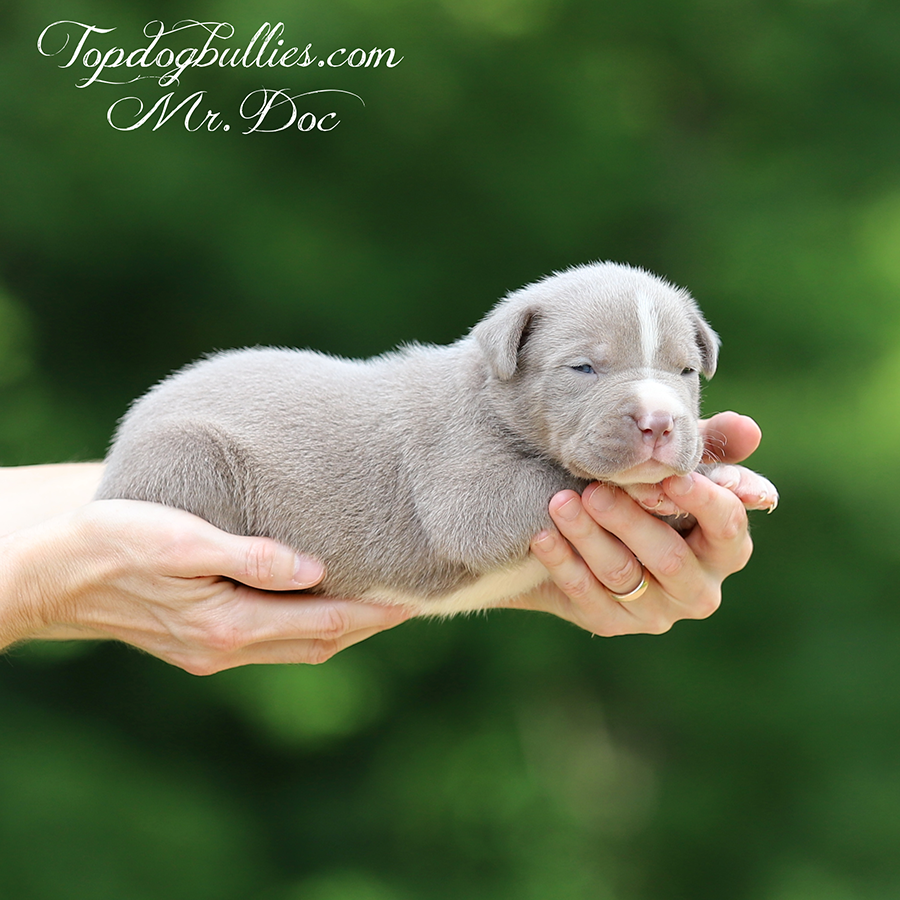 mr doc is a lilac tri xl American Bully puppies for sale from Topdog Bullies of Tennessee