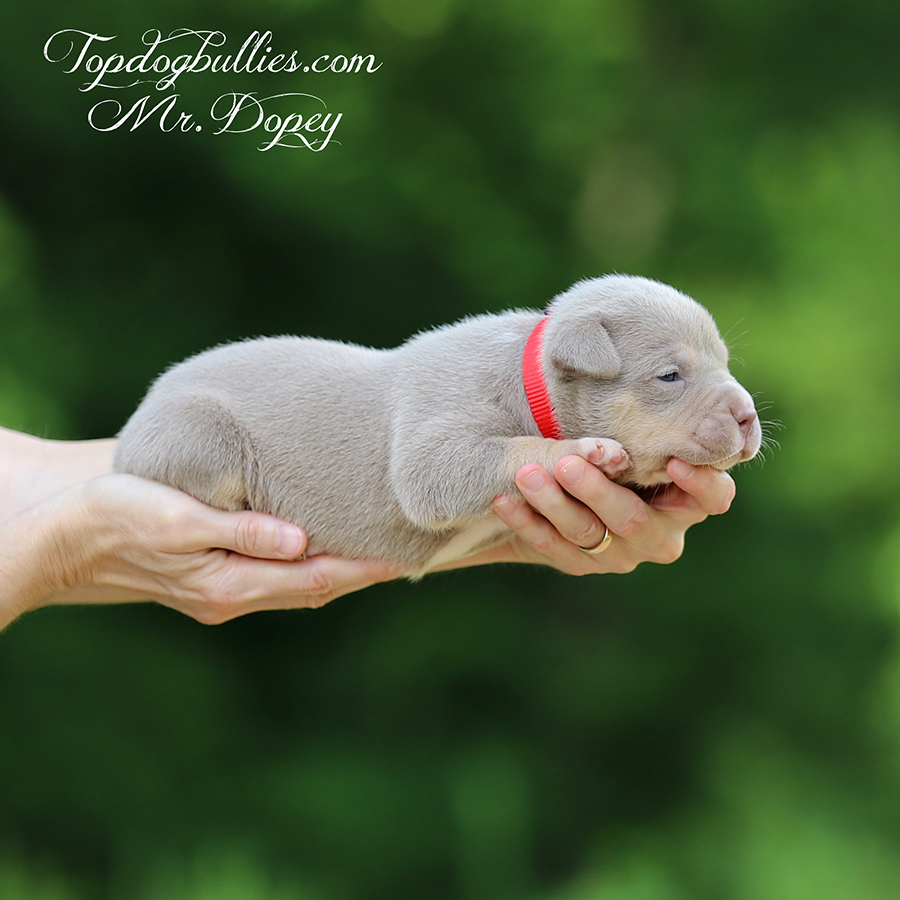 mr dopey is a lilac tri Bully xl puppy for sale near me Georgia
