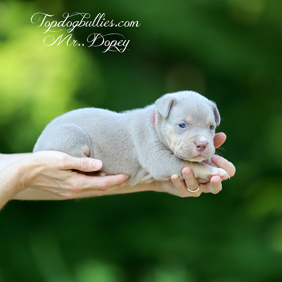 mr dopey is a lilac tri Bully xxl puppy for sale near me in Georgia
