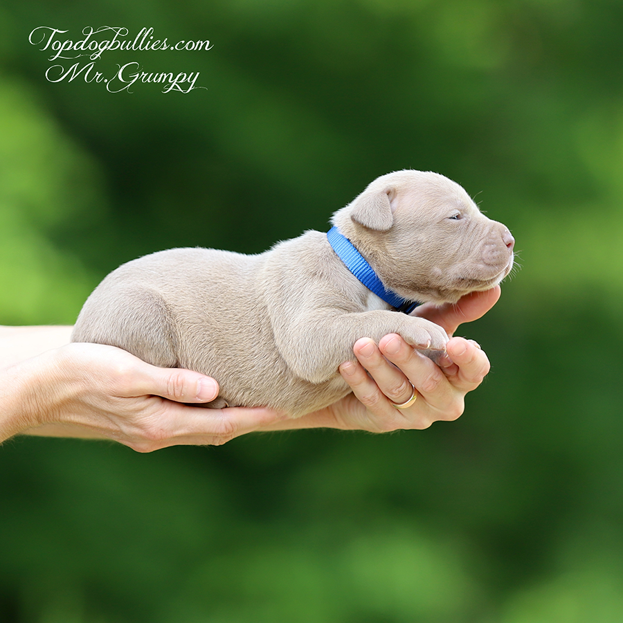 mr grumpy is a lilac XXL American Bully puppies for sale in Alabama