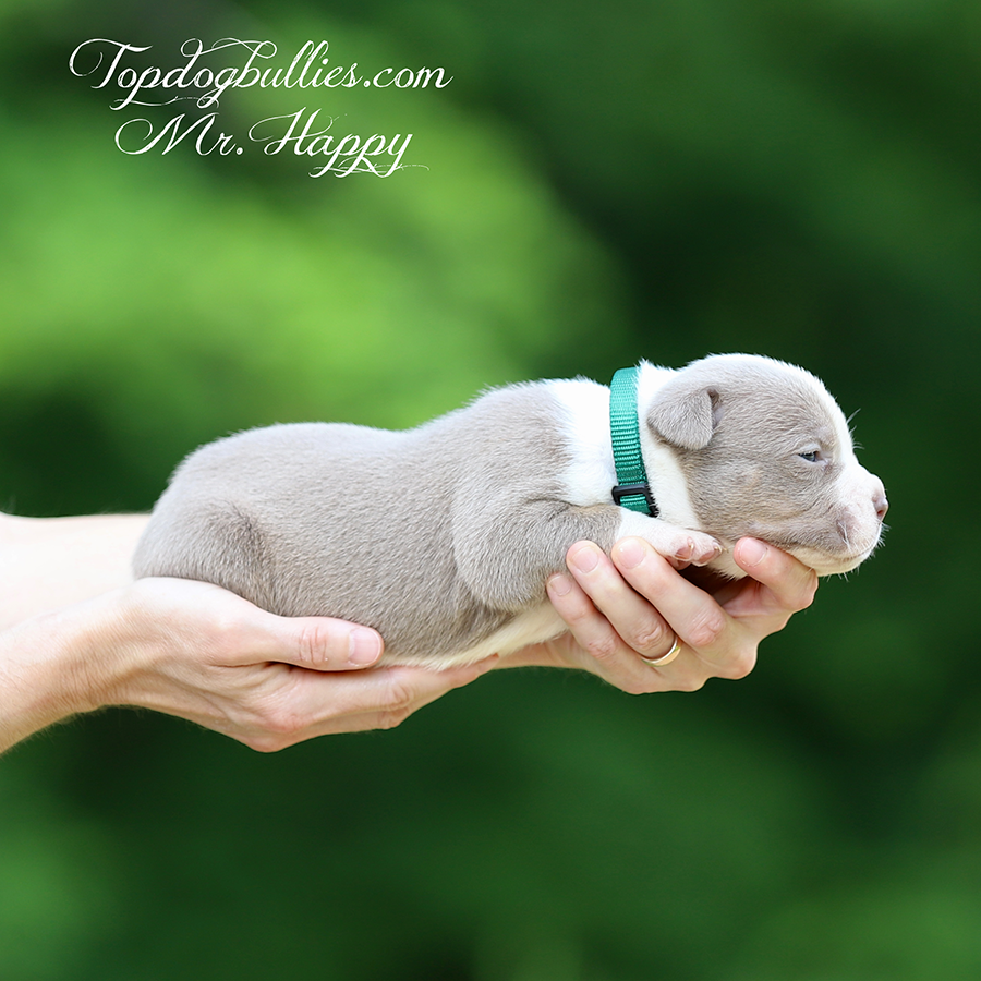 mr happy is a Bully xxl for sale near me in Calofornia from topdogbullies