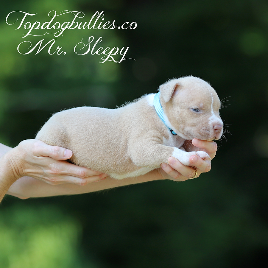 mr sleepy is a lilac XXL Pitbull puppy for sale near me in Missouri
