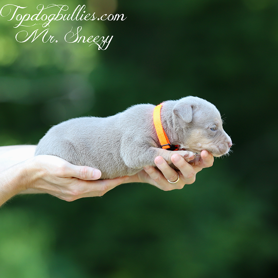 mr sneezy is a lilac tri XXL Pitbull bully puppy xxl for sale near me in new york