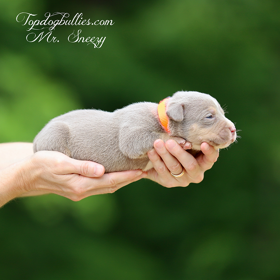 mr sneezy is a lilac tri american bully puppies xxl for sale near me New Jersey