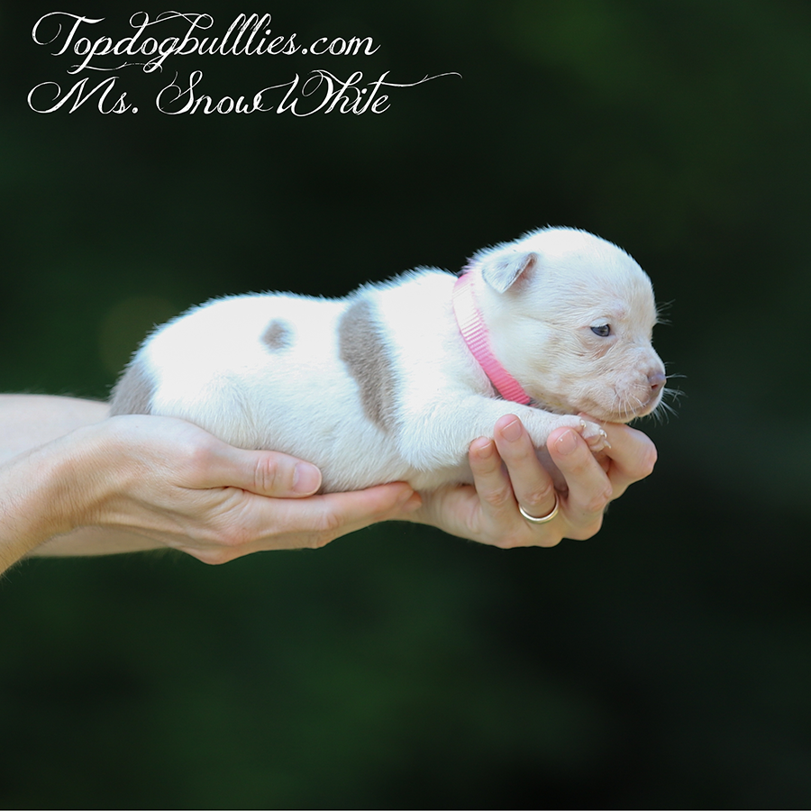 ms snow white is a lilac pied xxl Pitbull puppy for sale solid white for sale near me New York