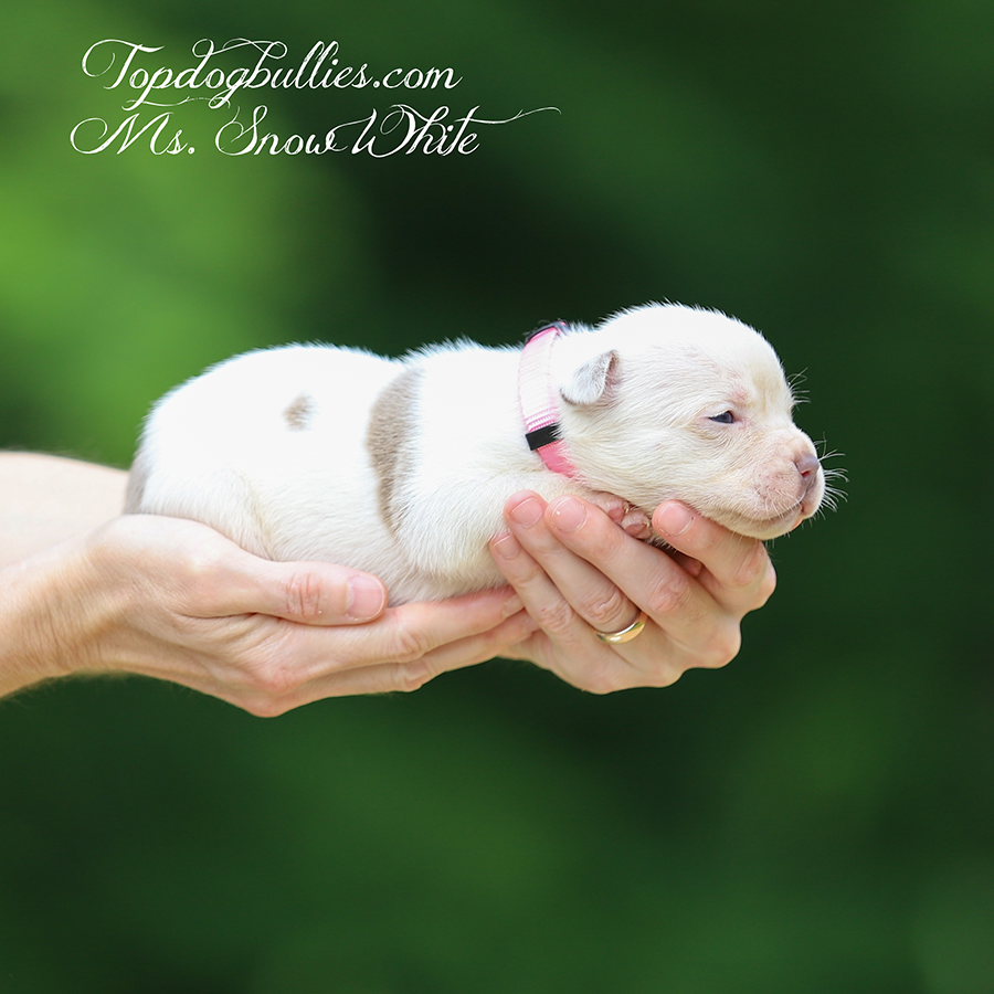 ms snow white is a lilac pied xxl Pitbull puppy for sale solid white near me New York