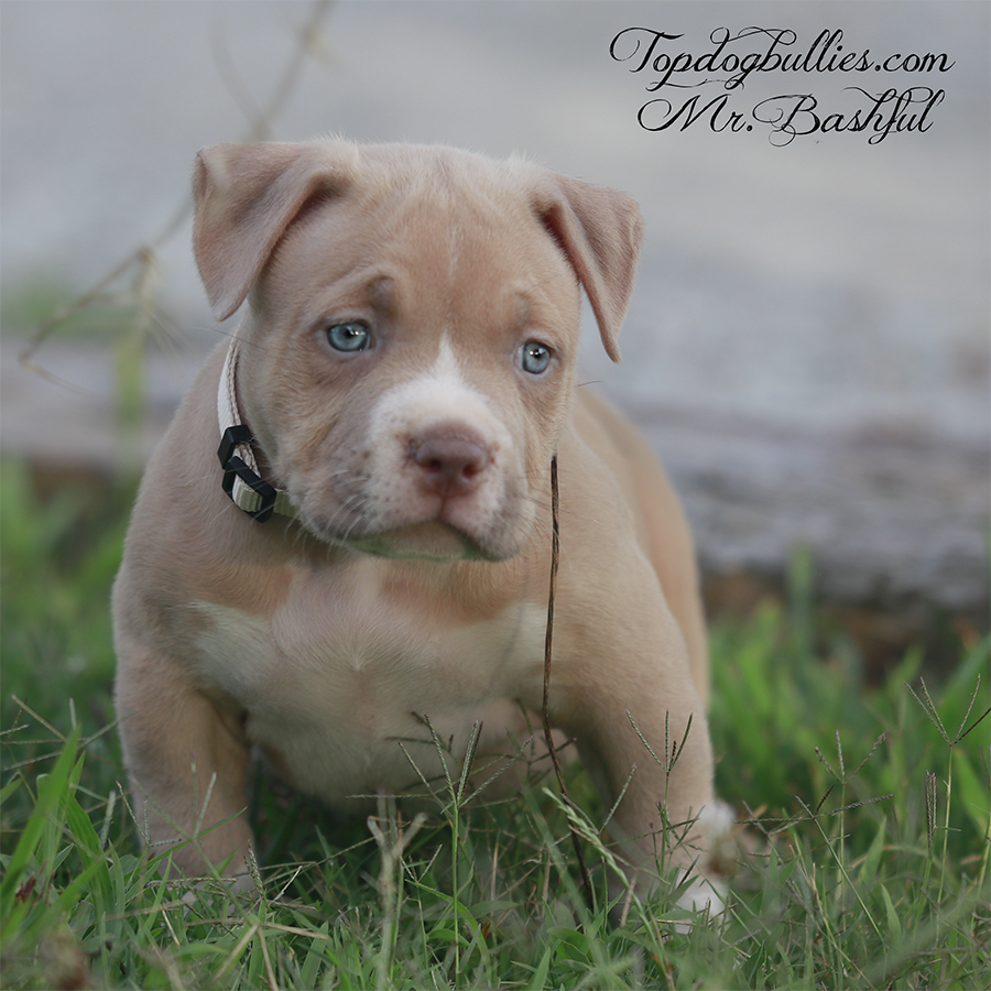 mr bashful is a rare color champagne fawn xl american bully xl pitbull puppies for sale or adoption in Tennessee