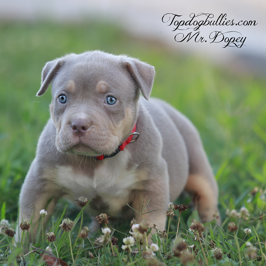 mr dopey is a rare color lilac tricolor Bully xl puppy Pitbull XL puppies for sale near me in Minnesota