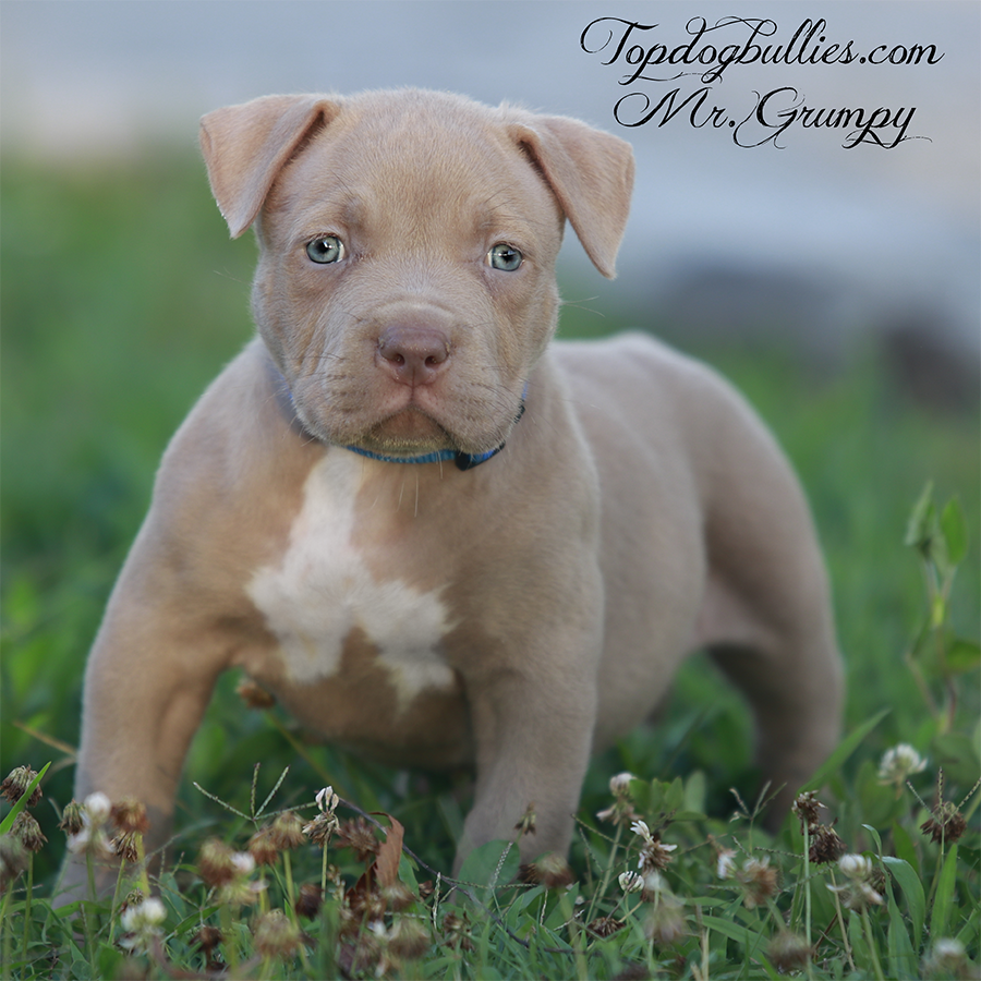 mr grumpy is a lilac XL American Bully puppies XL Pitbull pups for sale near me