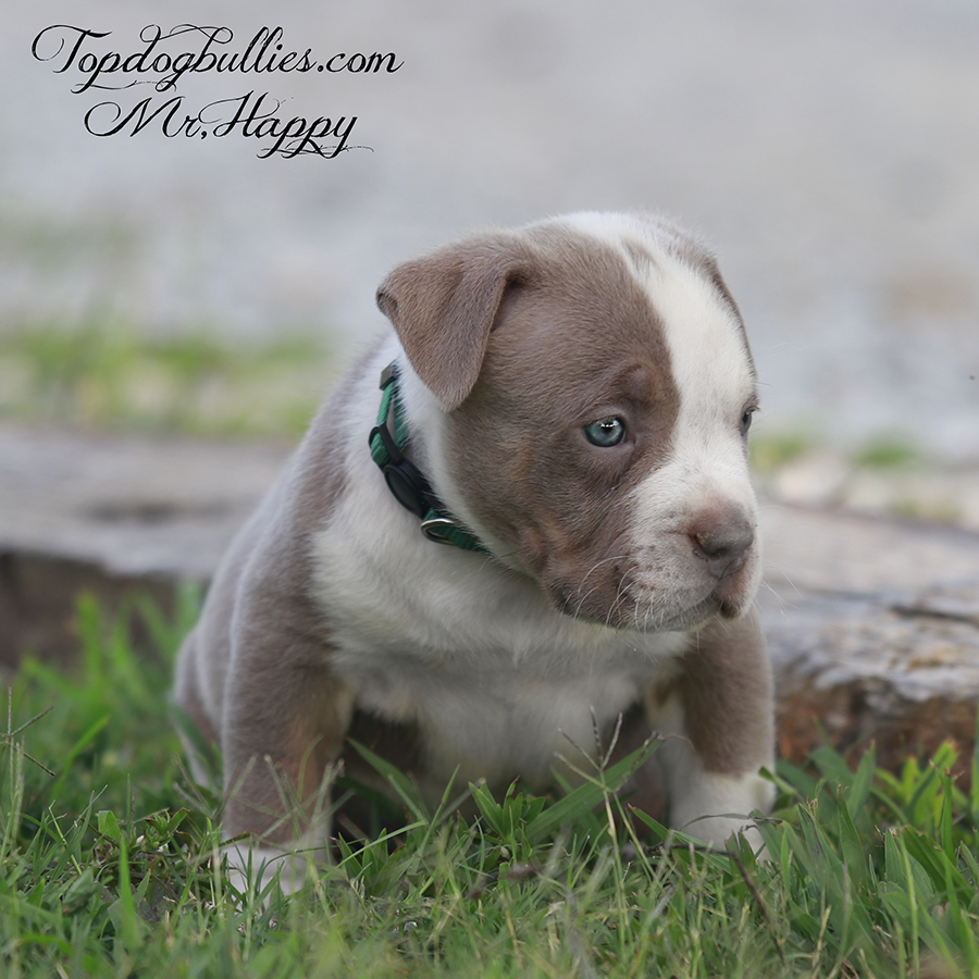 mr happy is an chocolate american bully xl for sale near me in nevada from topdogbullies