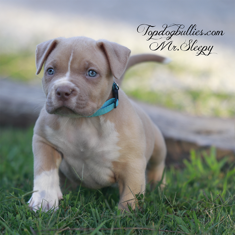 mr sleepy is a lilac XXL Pitbull puppy for sale near me with rare color Xl Bullies XL Pitbulls breeder