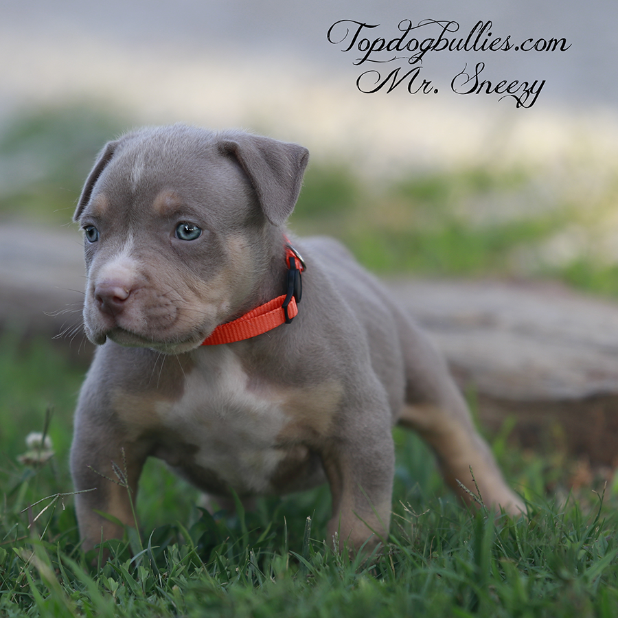 mr sneezy is a lilac tri american bully puppies xl Pitbulls for sale near me Tennessee
