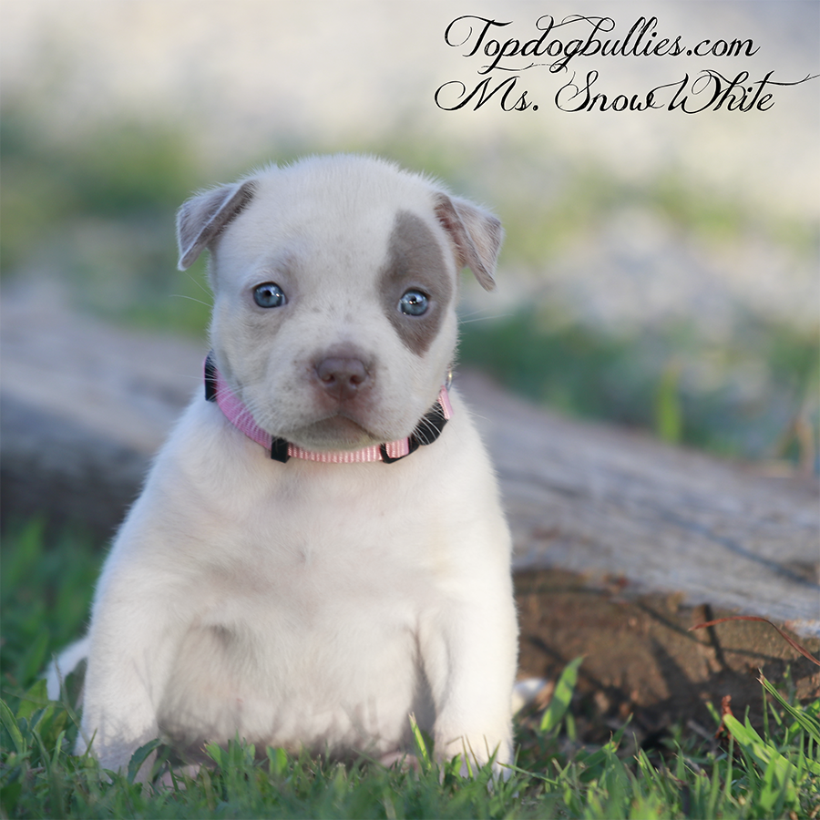 ms snow white is a lilac pied rare color XL Bully xl Pitbull puppy for sale solid white for sale near me Tennessee