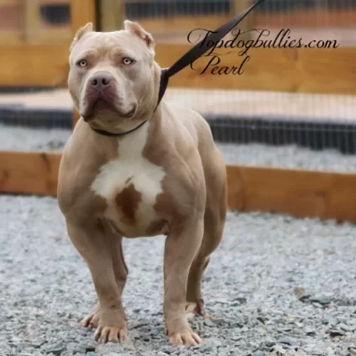 pearl-champagne-xl-pitbull